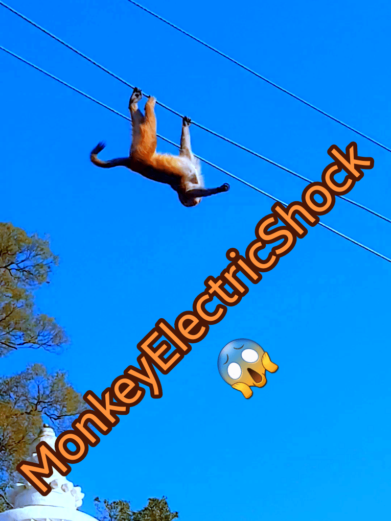 Il y a eu plusieurs incidents impliquant des singes souffrant de chocs électriques F