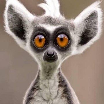 Profil DailyMotion de l’utilisateur Funny Animals - Animaux Drôles