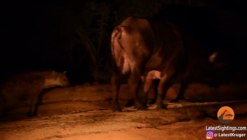 Vimeo Une hyène attrape un buffle par les testicules