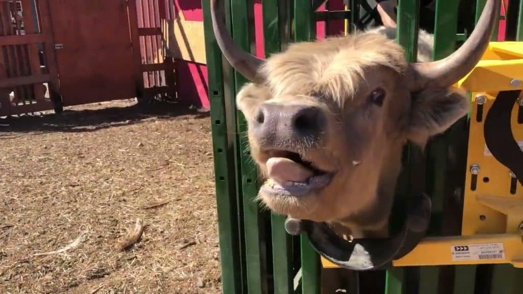 Youtube electro-orgasm: Prélèvement d’un échantillon de sperme sur un taureau écossais des Highlands très malheureux.
